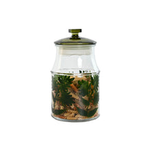 Lade das Bild in den Galerie-Viewer, V3HE91288C65AAD84BEE6C741C8B52FB15FR5266809P4